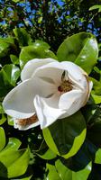 Eric Young Orchid Foundation