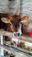 Hamptonne Country Life Museum Jersey