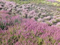 Landschaftsschutzgebiet Höpen (Heidegarten)