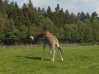 Serengeti-Park Hodenhagen (Serengeti-Bustour)