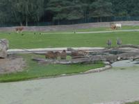 Serengeti-Park Hodenhagen (Serengeti-Bustour)