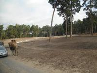 Serengeti-Park Hodenhagen (Serengeti-Bustour)