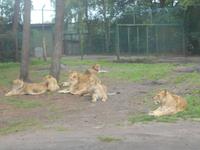 Serengeti-Park Hodenhagen (Serengeti-Bustour)