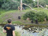 Serengeti-Park Hodenhagen (Fütterung der Menschenaffen)