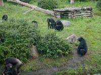 Serengeti-Park Hodenhagen (Fütterung der Menschenaffen)