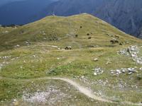 schwarzweiße Pferde am südlichen Hang 