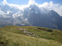 und Schafe ziehen über die Alm. 