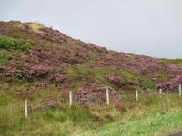 Blühende Heide im County Antrim