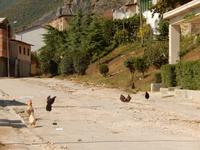 Hühner haben Auslauf