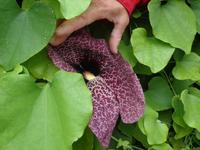 exotische Riesenblüte