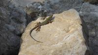 Eidechse auf einem Stein vor der Villa Romana