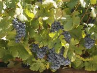 Wein