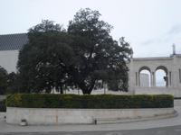 Fatima - in Zweigen dieser Eiche ist die Jungfrau Maria den Kindern erschienen