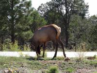 Grand Canyon - Wapitis