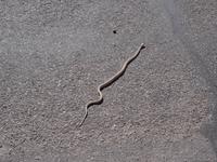 Begegnungen im Arches Nationalpark