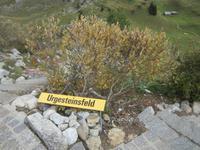 Schynige Platte,Alpengarten