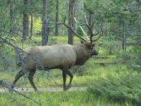 Hirsch in Wäldern um Jasper
