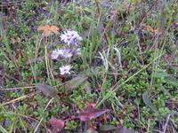 Flora Maligne Canyon