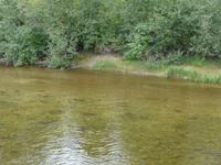 Lachse beim Weg zu den Laichgründen