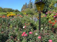 Rosengarten Butchart Garden