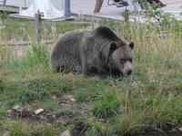 Grizzly am Grouse Mountain