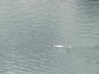 Seelöwe im Glacier Bay