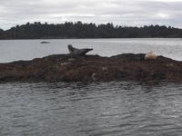 Robbeninsel bei Garinish Island