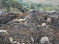 Robbeninsel bei Garinish Island