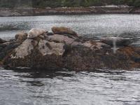 Robbeninsel bei Garinish Island
