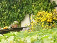 Herbst auf dem Darß