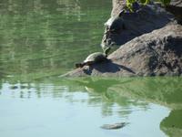 Schnappschildkröte im Central Park