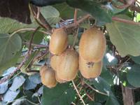 Auf der Kiwiplantage