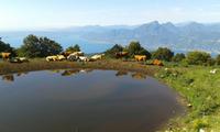 Kühe und See.