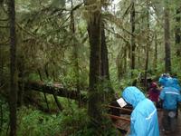 The Forest Trail in Pacific Rim National Park
