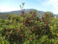 Mastix Baum auf Elba