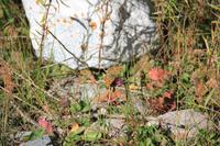 Ala Artscha Naturpark