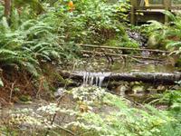 unterhalb der Capilano Bridge