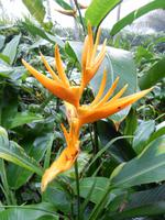 Botanischer Garten Singapur 