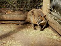 Featherdale Wildlife Park 