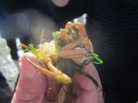 Nordstrand-Wattwanderung