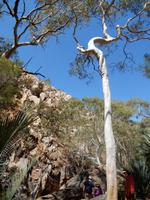 Geisterbaum Wanderung Standley Chasm
