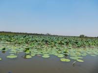 Yellow River 