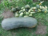 Heute ist Kürbis- und Zucchiniernte