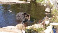 Grouse Mountain - Gehege mit Grizzlybären