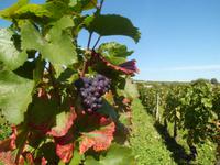 Wein gehört zu Burgund