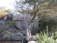 Baum vorm Garibaldi-Haus 