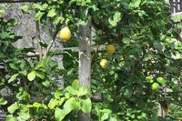 Limonaia del Castel