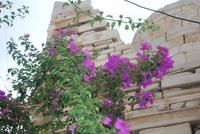 115. Farbenpracht auf Paros