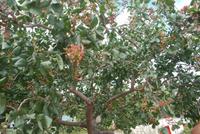 142. Pastazienbaum auf Paros
