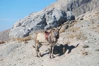 258. Griechischer Maultier